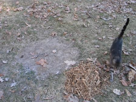 [Thumbnail for dead spot in lawn.JPG]
